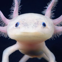 blog logo of Axolotl Sales & Information