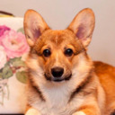 love ♥ corgis