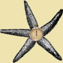 blog logo of Starfish and Stopwatches