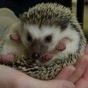 blog logo of Rimsky the Angry Hedgie