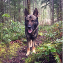 Adventures of the Oregon Forest Dog