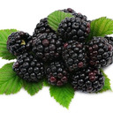 blog logo of Blackberry Love