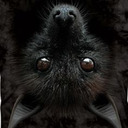 Black Bat