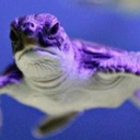 fullerpurpleturtle