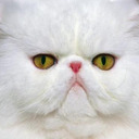 blog logo of unimpressed cats