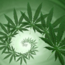 blog logo of Ganja Zone