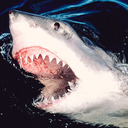 blog logo of Shark Obsessed