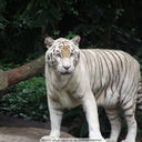 White Tiger