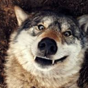 Wolfofthederp