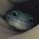 weird-geck