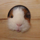 devin's guinea pig blog