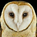 blog logo of Confused Owlet