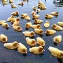 The Army of Duckness