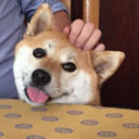 blog logo of Beautiful Heckin Shibes