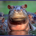 Dammit Jim, I'm A Hippo not a Hottie