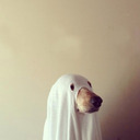 ghostdog24