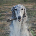 Satara Borzoi