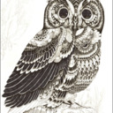 blog logo of Mr. Owl is Searching for the True World