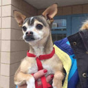 goofy shelter dogs