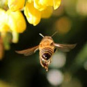 Little Creek Honey Apiary