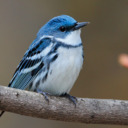 blog logo of Shining Blue Feathers