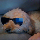 blog logo of Yes, my dog is in fact cooler than me