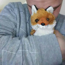 ty-the-lil-fox