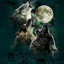 Wolves Rule!