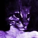 blog logo of (Meow)