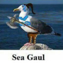 Disgruntled Seagull