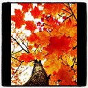 blog logo of a camera in the autumn woods