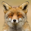 blog logo of fox go floof