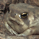 A Small, Fat, Disgruntled Frog