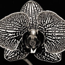 blog logo of blvck-orchids