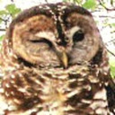 blog logo of daily owls