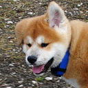 YUKI AKITA INU