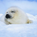 You Have My Seal of Approval!