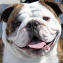 blog logo of A Bulldog's Collection