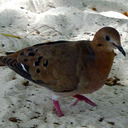 wooddove