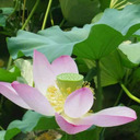 blog logo of Lotus In Mind