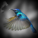 Colibri