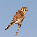 Kestrel