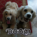 The DOOM Spaniels