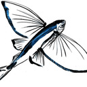 theflyingfish