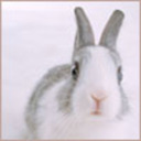 blog logo of Bunnies!