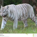 whitetiger52