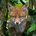 Mr Fox