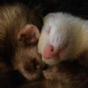 blog logo of Squishy Ferrets