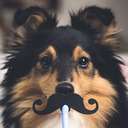 blog logo of Sparta the Sheltie