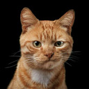 blog logo of A sarcastic cat that enjoys puns.